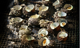 Sora (Turban shell)