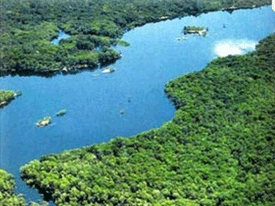 El bosque tropical de las Amazonas