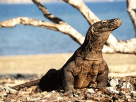 El Parque Nacional de Komodo de Indonesia